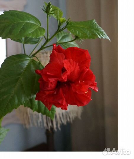 Гибискус махровый, мята, алоэ, золотой ус и др