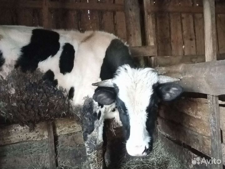 Бычки и быки