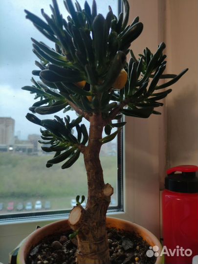 Крассула хоббит