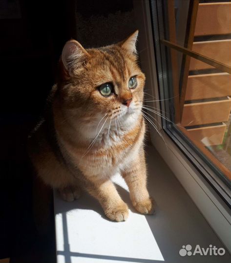 Вязка шотландский кот