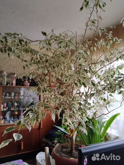 Фикус бенджамина