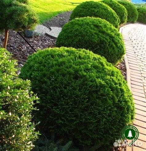 Туя даника разных размеров