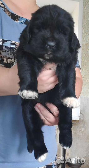 Ньюфаундленд