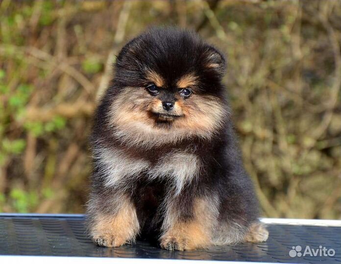 Очаровательная девчонка