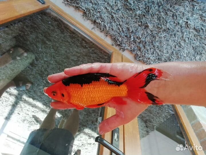 Продам карпы-коя