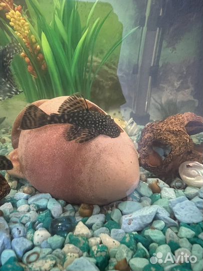 Анциструс сомики (аквариумные рыбки)