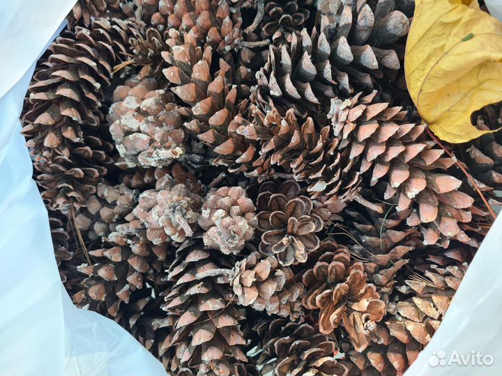 Шишки вейсмутовой сосны, набор из 10 шт