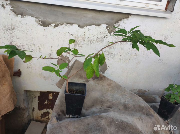 Аннона сквамоза (Annona Squamosa)