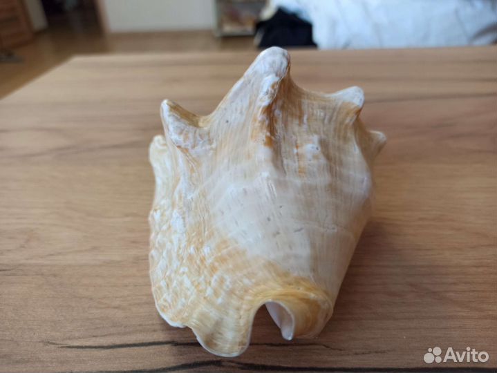 Морская раковина