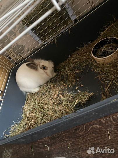 Декоративные кролики