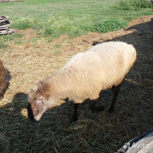 Овцы бараны ягнята