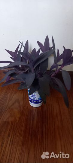 Традесканция