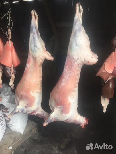 Курдючные бараны овцы