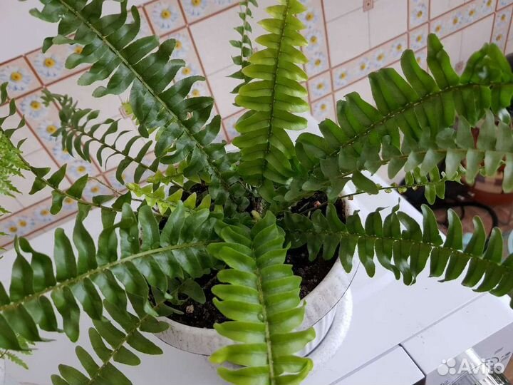 Папоротник