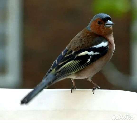 Птички певчие