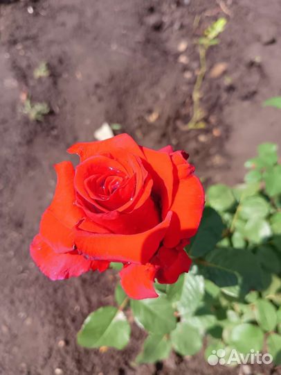 Цветы розы и букеты