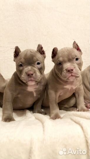 Щенки американского булли