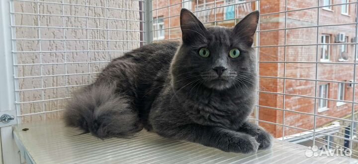 Изумительный Морис молодой котик