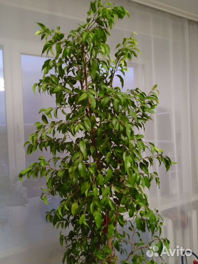 Фикус бенджамина