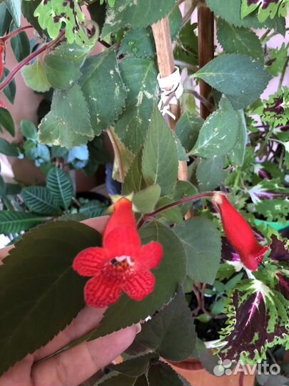 Комнатные цветы