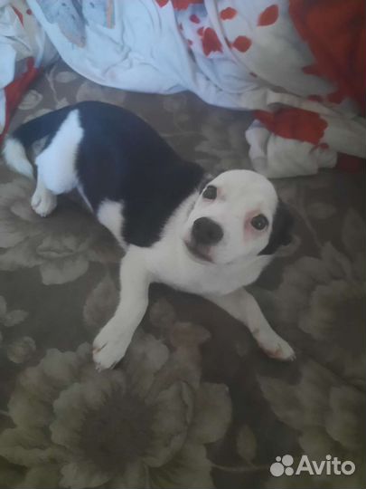 Отдам собаку в добрые руки,зовут кузя