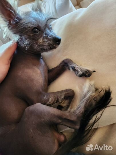 Китайская хохлатая голая Вязка