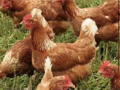 Курицы несушки, Отрадинское