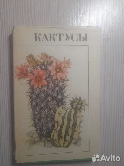 Книга Кактусы