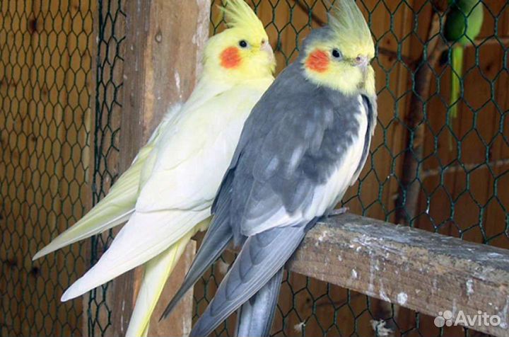 Попугаи Карелла