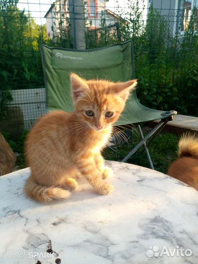 Кошка в дар