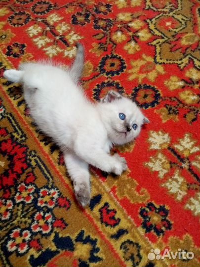 Вислоухие котята