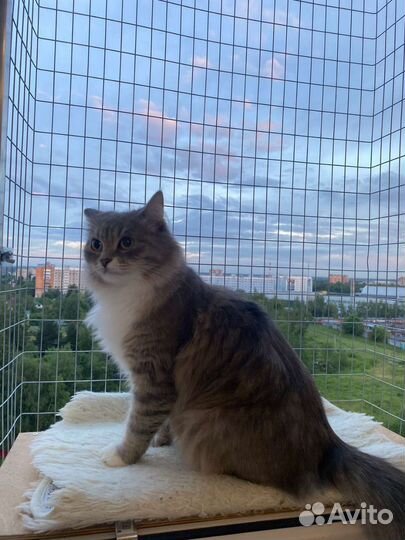 Кошачий балкон и решётка антикошка