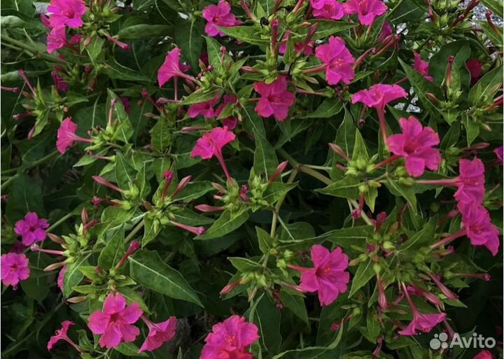 Ночная красавица семена