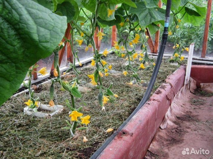 Семена ультраскороспелого огурца Бэрд Испания