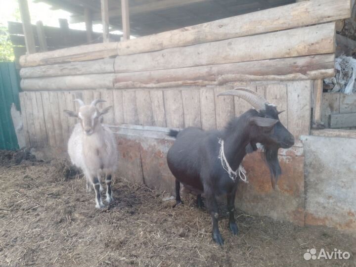 Коза с козлятами