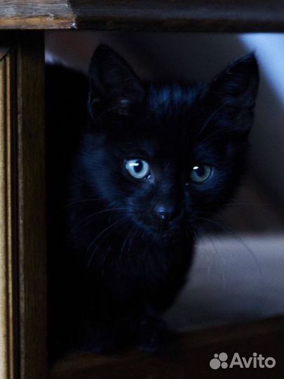 Котенок черная гладкошерстная девочка