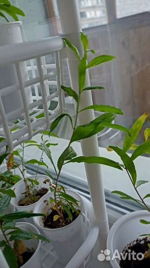 Гранатовые деревья