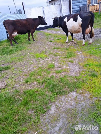 Продам коров