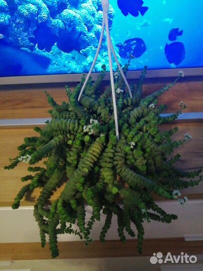 Крассула хоттентот