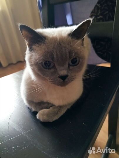 Отдам в добрые руки двух милых кошек