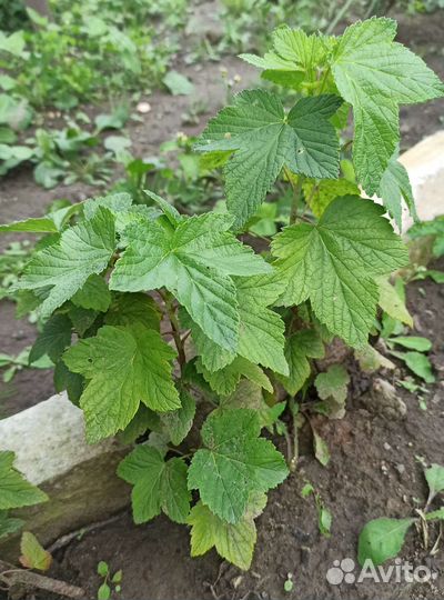 Саженцы черной смородины