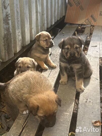 Щенки в добрые руки