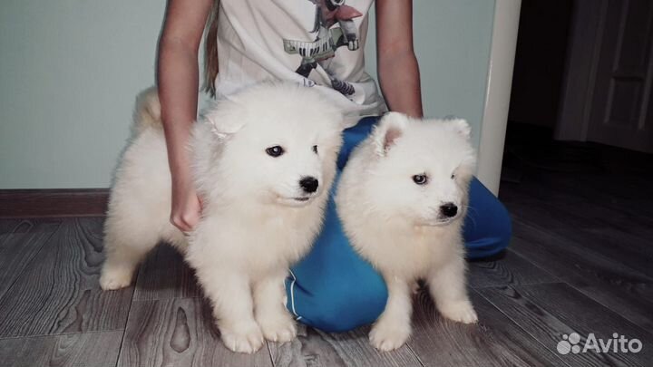 Щенки самоеда
