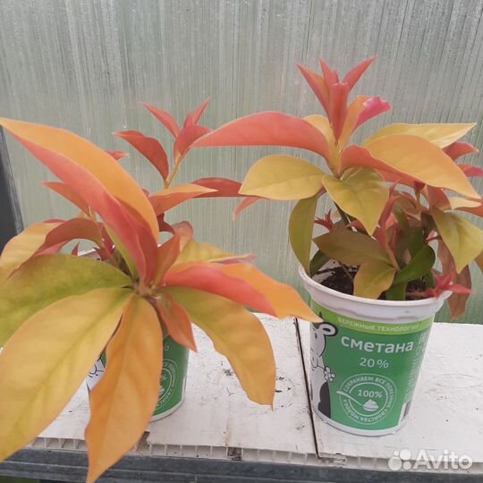 Комнатные цветы