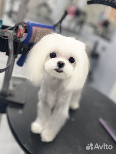 Модели на бесплатную стрижку,стрижка собак и кошек