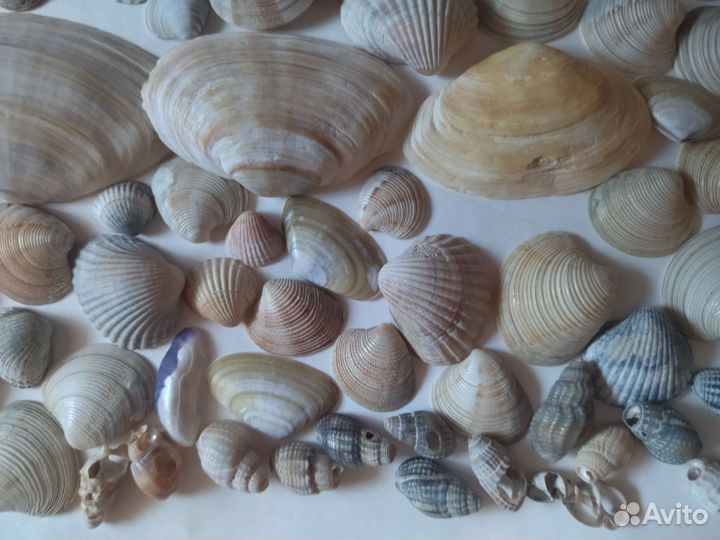 Ракушки морские