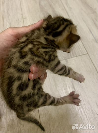 Бенгальские котята