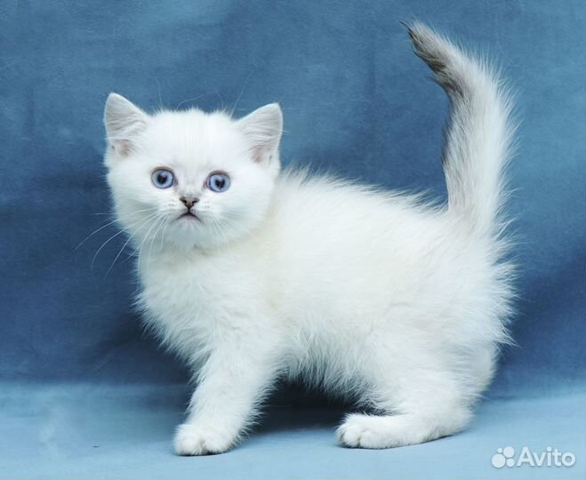 Британские серебристые шиншиллы Котята Ns 11 33