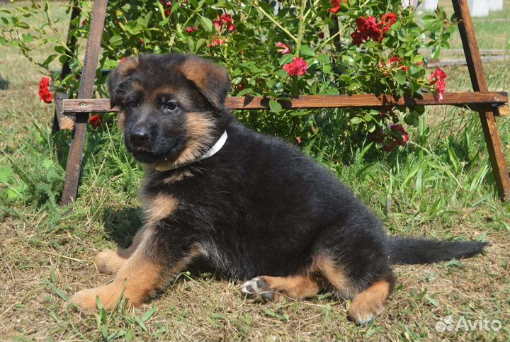 Немецкая овчарка