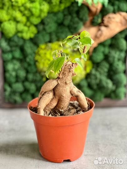 Фикус Микрокарпа бонсай